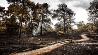 OOSTRUM - Verschroeide bomen en planten in natuurgebied Boschhuizerbergen ten oosten van Venray. Een gebied van zo'n 100 hectare is getroffen door de natuurbrand. ROB ENGELAAR / ANP