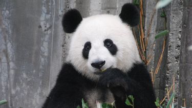 De jonge panda in Ouwehands Dierenpark is vanaf oktober te zien