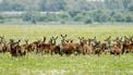 Te weinig herten afgeschoten in Oostvaardersplassen