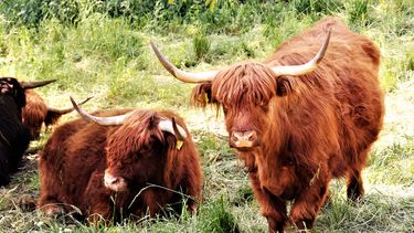 Stel zit urenlang vast in bos vanwege kudde Schotse hooglanders