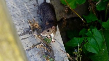 Regen betekent meer ongedierte in je huis zoals ratten en muizen.