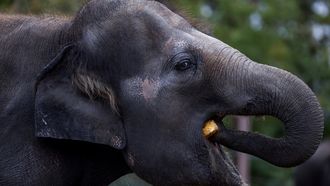 Is de dierentuin nog van deze tijd? Metro ging op bezoek bij de grootste van de Benelux: Pairi Daiza