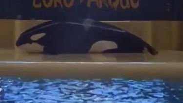 Hartverscheurend: 'orka wil zelfmoord plegen'