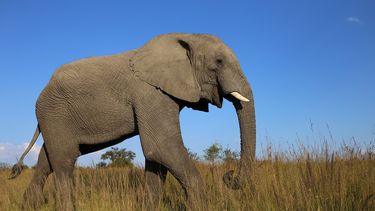 Jachttrofee van olifant mag VS straks weer in