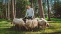 Utrechtse schaapsherder geeft met Lammetjes TV 'een intiem inkijkje'