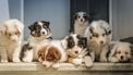Hondeneigenaren vinden opvoeding hond net zo zwaar als opvoeding baby