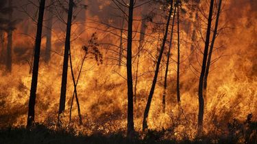 epa13037306 A fire rages in Ourense's village of Boboras in Galicia, Spain, 14 June 2026.  EPA/BRAIS LORENZO