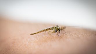 westnijlvirus overleden