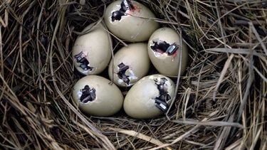 Kleine eendjes die uit een ei aan het komen zijn.