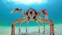 Spy in the Oceaan robotdieren