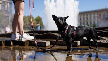 epa13066531 A dog called Minou stands in the water of the Lustgarten fountain in front of Berlin Cathedral during a heatwave in Berlin, Germany, 26 June 2026.The German Weather Service has issued heat alerts warning of extreme heat across Germany.  EPA/CLEMENS BILAN