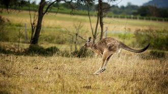 Dierenverzorger slaat kangoeroe om hond te redden