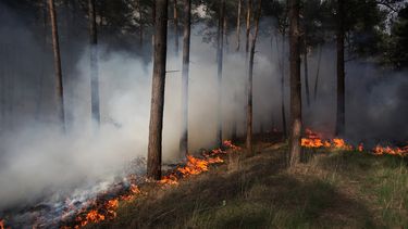 Natuur- en bosbranden door aanhoudende droogte
