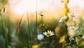 Temperatuur schiet omhoog: 'Overgang naar lente is begonnen'