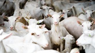 Nederland telt steeds meer megastallen, ondanks daling aantal boerderijen
