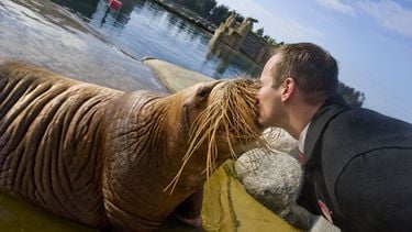 Walrussen die met vet schudden, Dolfinarium opnieuw onder vuur