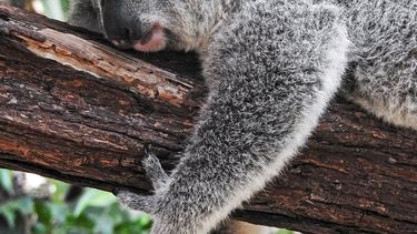 Een koalabeer. 