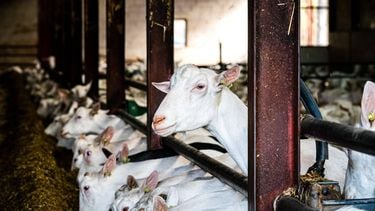 OIRSCHOT - Geiten in een melkgeitenhouderij. Het aantal melkgeiten en de schaalvergroting in de melkgeitenhouderij blijft toenemen, blijkt uit de landbouwtelling van het Centraal Bureau voor de Statistiek (CBS). ANP ROB ENGELAAR