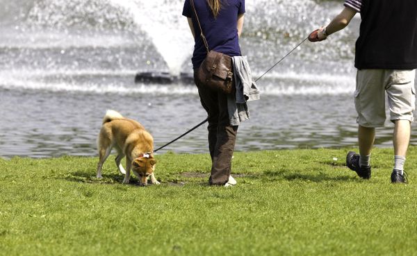 De mooiste Nederlandse parken om je hond uit te laten