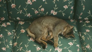 Dit is de echte reden dat huisdieren slapen: Je kat verveelt zich