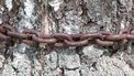 Deze boom staat al sinds 1898 onder arrest