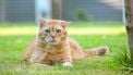 kat gazon