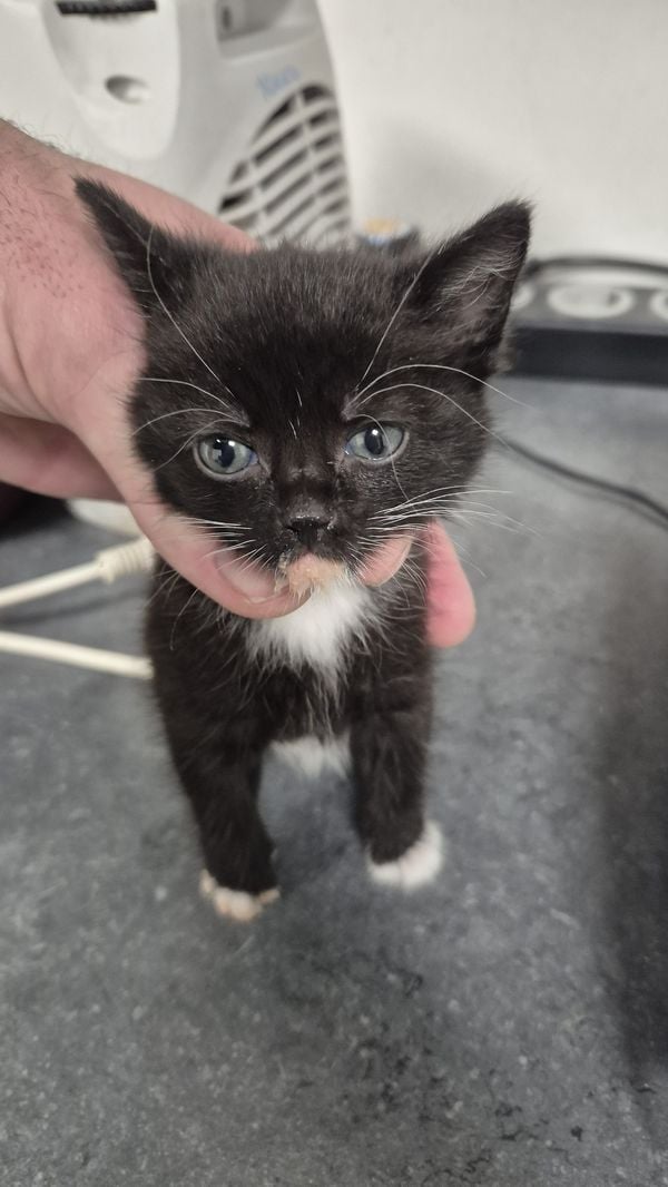 kittens afvalcontainers, gered