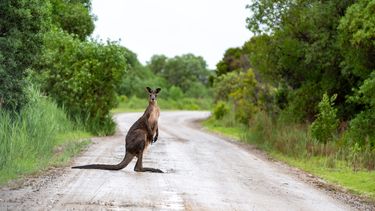 kangoeroe springen