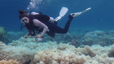 Great Barrier Reef moet gered worden met 500 miljoen
