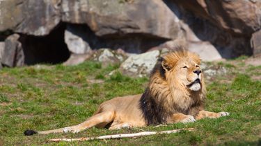 Leeuw bijt andere leeuw voor ogen van bezoekers dood
