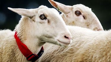 Kudde schapen wandelt door Turkse stad tijdens lockdown