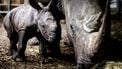 Dit is het neushoorntje van Burgers Zoo