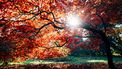 Herfst