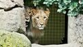 Leeuwen ontsnapt in Duitse dierentuin