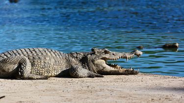 Herdenkingsdienst voor bejaarde krokodil