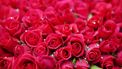 valentijnsdag rozen afrika