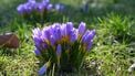 krokus lente lenteweer