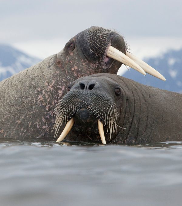 Dieren al ‘in de ban’ van Valentijnsdag walrus