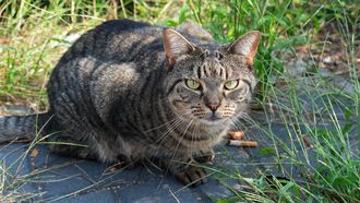 afschieten katten
