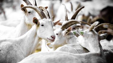ILLUSTRATIEF - Geiten bij een  geitenboerderij. Nederland telt ruim 650 melkgeitenbedrijven met samen meer dan 489 duizend melkgeiten. ANP ROB ENGELAAR