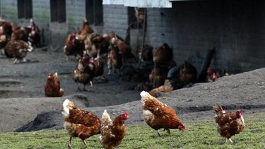 Dierenorganisaties uitten kritiek op tv-programma Onze boerderij 