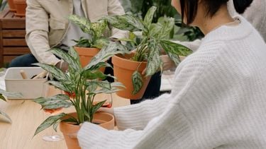 planten, bijzondere planten, kamerplant