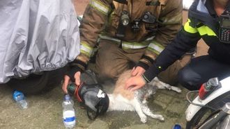 Kat krijgt zuurstof toegediend // Foto: Rijnmond veilig