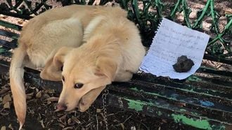 Hond achtergelaten op bankje met ontroerende brief van kind
