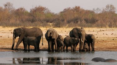 55 olifanten sterven in Zimbabwe van honger