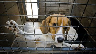 Celstraf geëist voor organiseren hondengevechten 