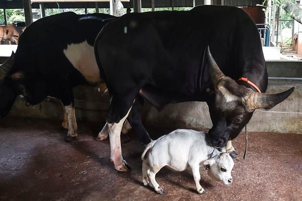 'Kleinste koe ter wereld', Rani (51 cm) trekt veel bekijks in Bangladesh
