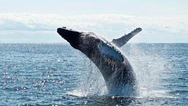 Een foto van een walvis die boven het water uit springt.