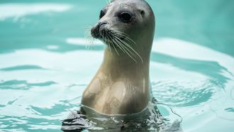 Zeehondencentrum Pieterburen dreigt failliet te gaan