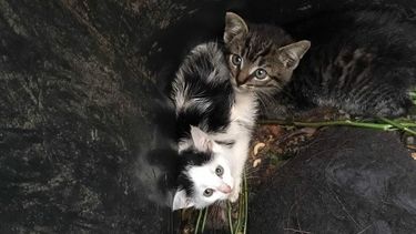 Kittens gedumpt in gft-bak